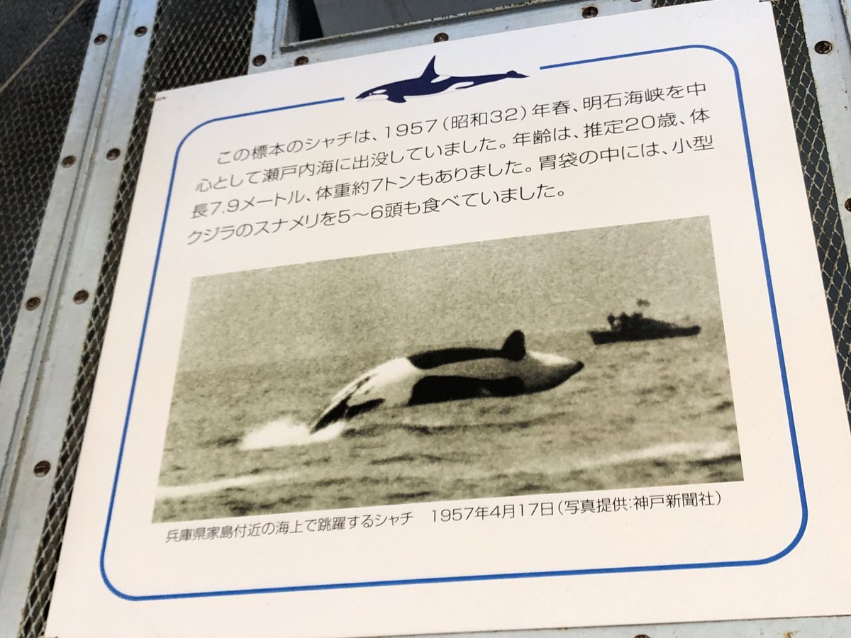 頭上にはシャチの骨格標本 体調7.9mという巨大なオスのシャチ 1957年