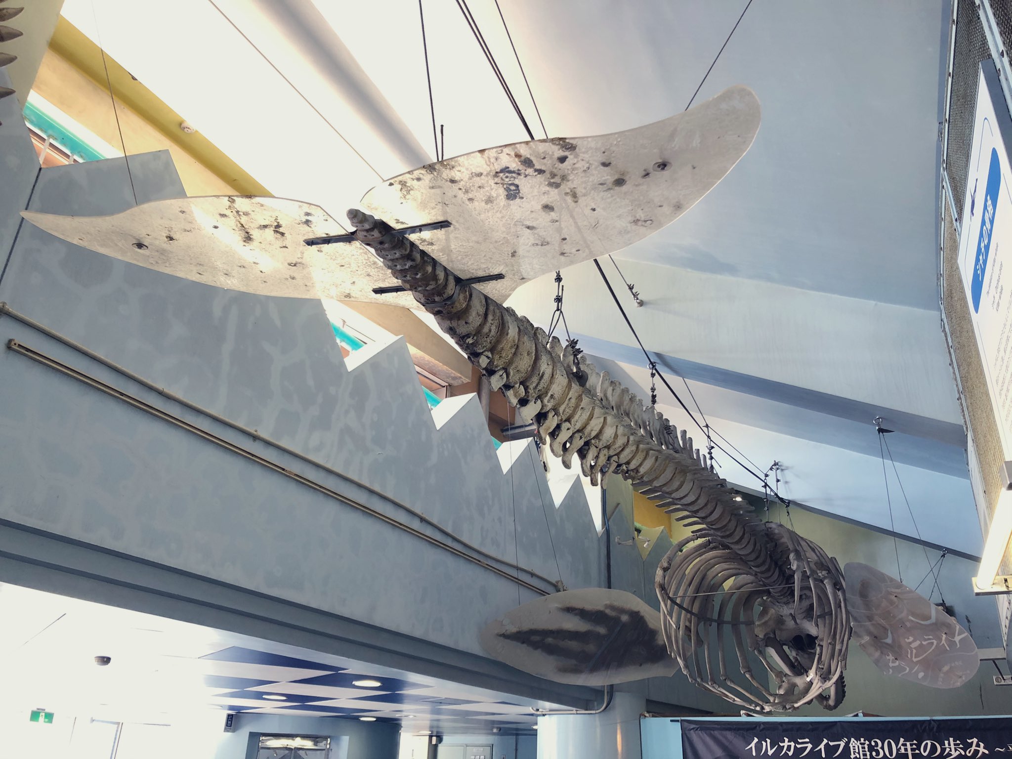 ドルフィンライブ　キツメ bsccmjournal.org