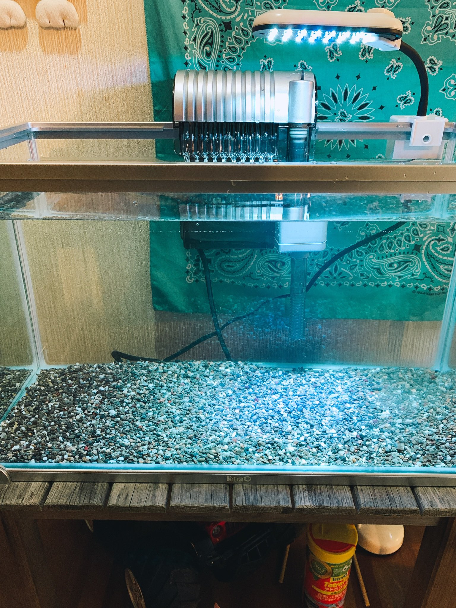 Muck 外飼いドンコのエサ エビ 取りに行くと アブラハヤ ハヤの稚魚が獲れた 稚魚はエサになりそうだけど アブラハヤも絶対飼う と メダカの水槽が小さくなったので 大きくしようと思い準備していた55センチ水槽が 川魚水槽になりました 川