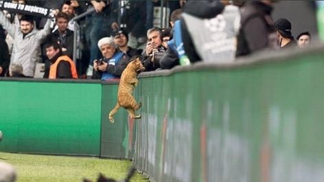 Ne seni unuttuk ne de o günleri! 😍

#DünyaKediGünü kutlu olsun🐈🏟🏁