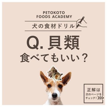 犬が牡蠣を食べた 大丈夫 生牡蠣 カキフライって食べても大丈夫 ワンコとhappy Life