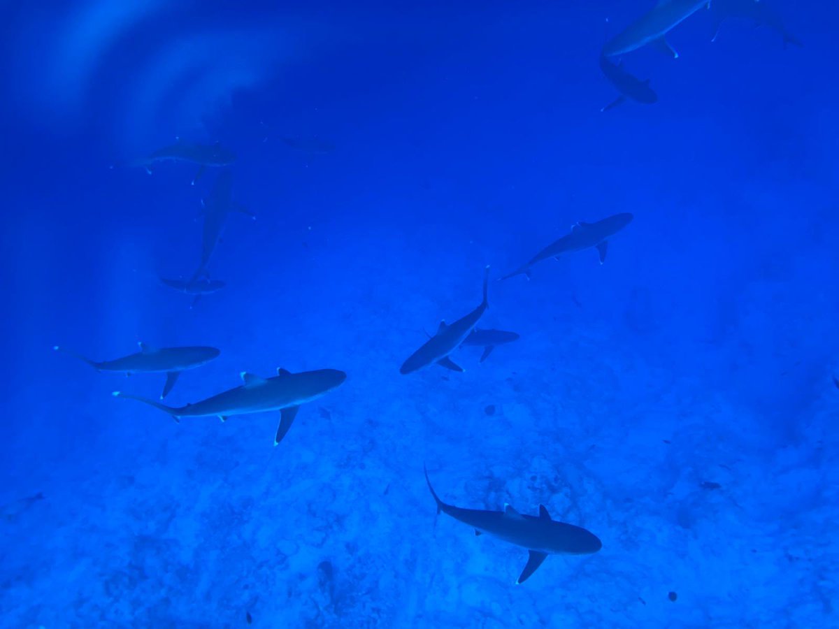 Shark Island Atoll #maldives #fuvahmulah #tigersharkdiving <a href="/marinahotelfvm/">Marina Boutique Fuvahmulah</a> olige.store