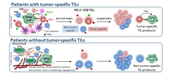 CIMA_unav's tweet photo. 👩‍🔬La presencia de células T PD1+CD137+ en tumores de ovario permite identificar aquellas pacientes que se podrían beneficiar de terapias con #TIL https://t.co/dNFjmJQ4uG