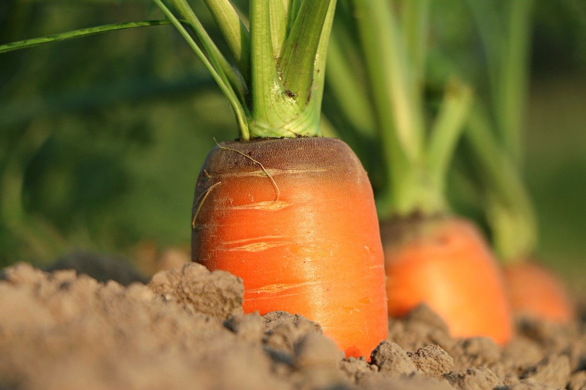 SNatureConnect's tweet photo. If you're starting to plan your vegetable garden just now here are some good tips on how to make things as wildlife friendly as possible. https://t.co/3cEfGO35RL @SomersetWT #WildAboutWinter https://t.co/5xuhAPW375