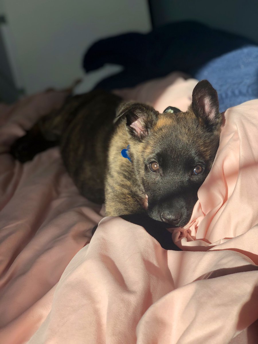 lia_clear's tweet photo. Hugo learned the beauty of a sun spot...naps are forever changed https://t.co/KS8nKBjrum