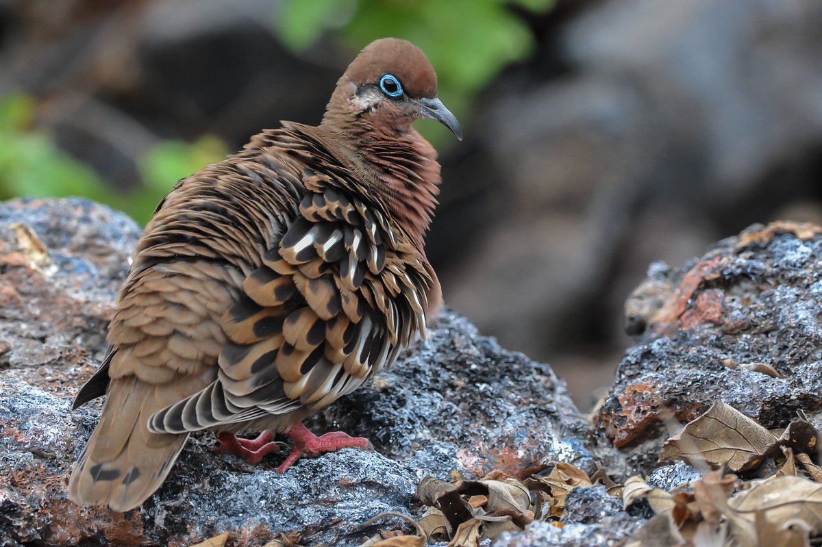 savegalapagos's tweet photo. The #Galapagos dove is endemic to the Islands and is the only native dove species found here. It can commonly be seen across the Archipelago, especially in its dry, rocky lowlands where it inhabits rocky scattered trees, bushes and cacti. 🌵

📷 M. Scupine https://t.co/DHBCGrYWJX