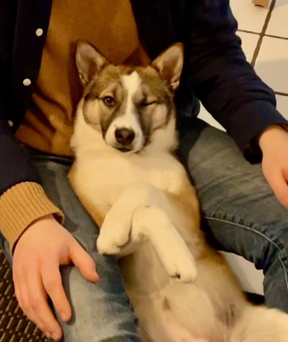 letsencrypt's tweet image. How is it possible that a team of just 15 can run the world&apos;s largest CA? Automation, dedication to our work, and our animal friends. Join us in this work by applying for either our SRE or Comms roles! abetterinternet.org/careers/