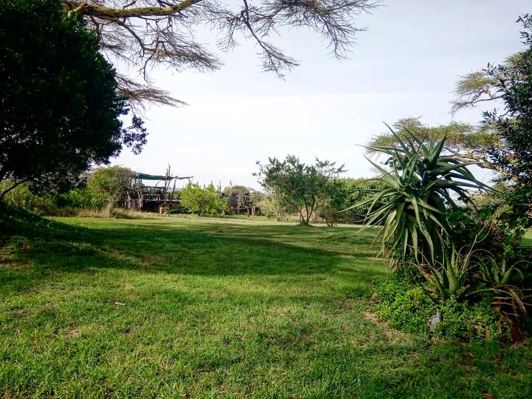 A walk around #EkoriansMugieCamp, after the short rains.

#SafariExperience #WhyILoveKenya #safaridestination #safari #kenya #MagicalKenya #traveldestination #ecotourism #travelblog #africansafari #tentedcamp #ecolodge #safariadventure #adventuresafari