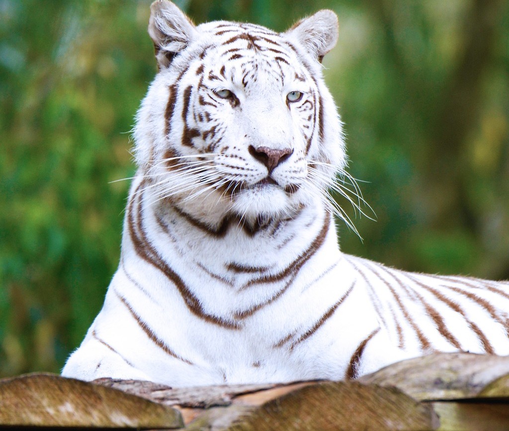 Question of the Day - Now that both Siegfried and Roy have passed away, what will become of their animals at Mirage? #lva #qod #lasvegasadvisor https://t.co/3mwUvO6v0F https://t.co/IGVGy6BLE8