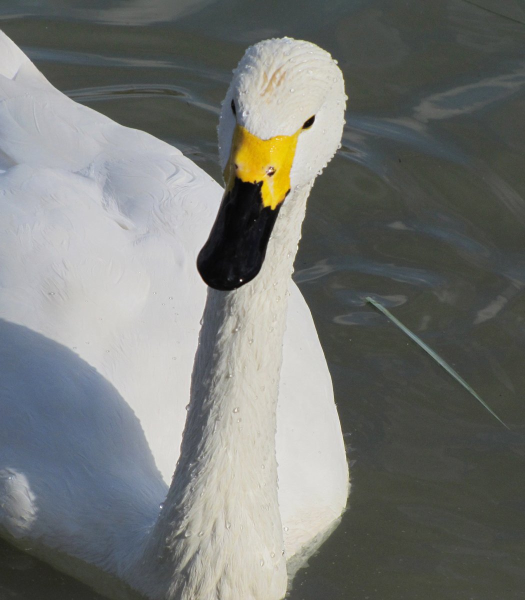 малом лебеде. малый тундровый лебедь. американский тундровый лебедь. лебедь тундровый западный. малом лебеде.