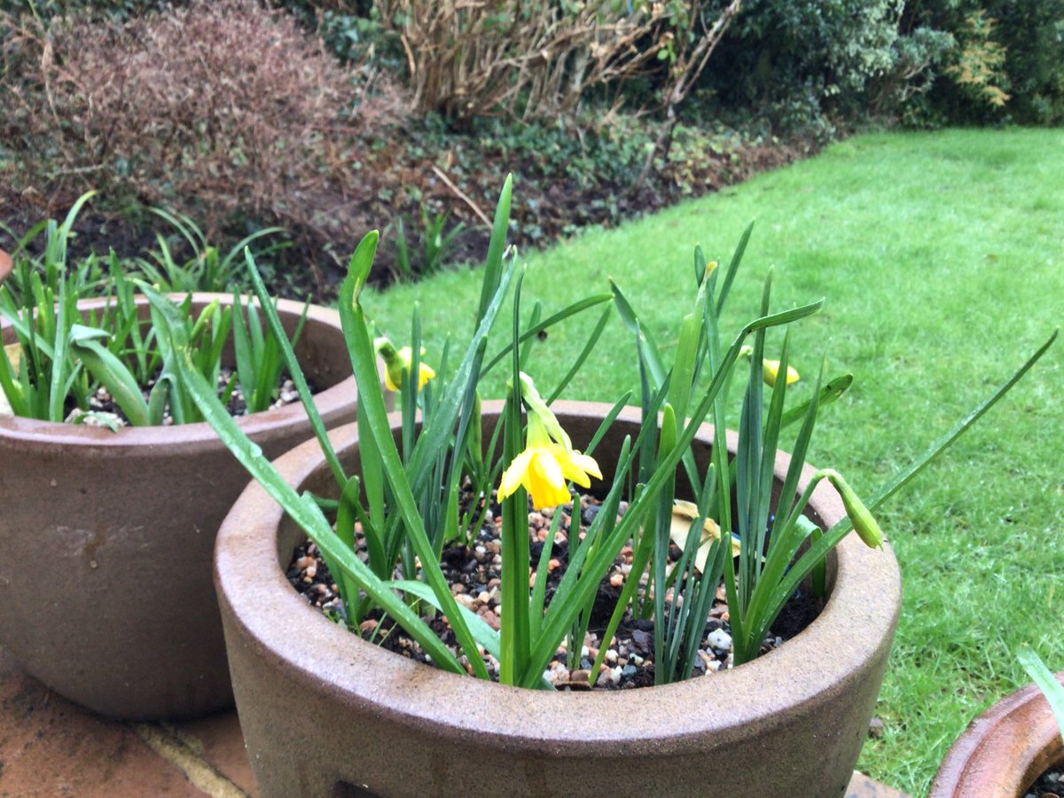 HowellsGb's tweet image. The national emblem of Wales.

Yellow, yellow daffodils
You’re dancing in the sun
Yellow, yellow daffodils
You tell me spring has come!