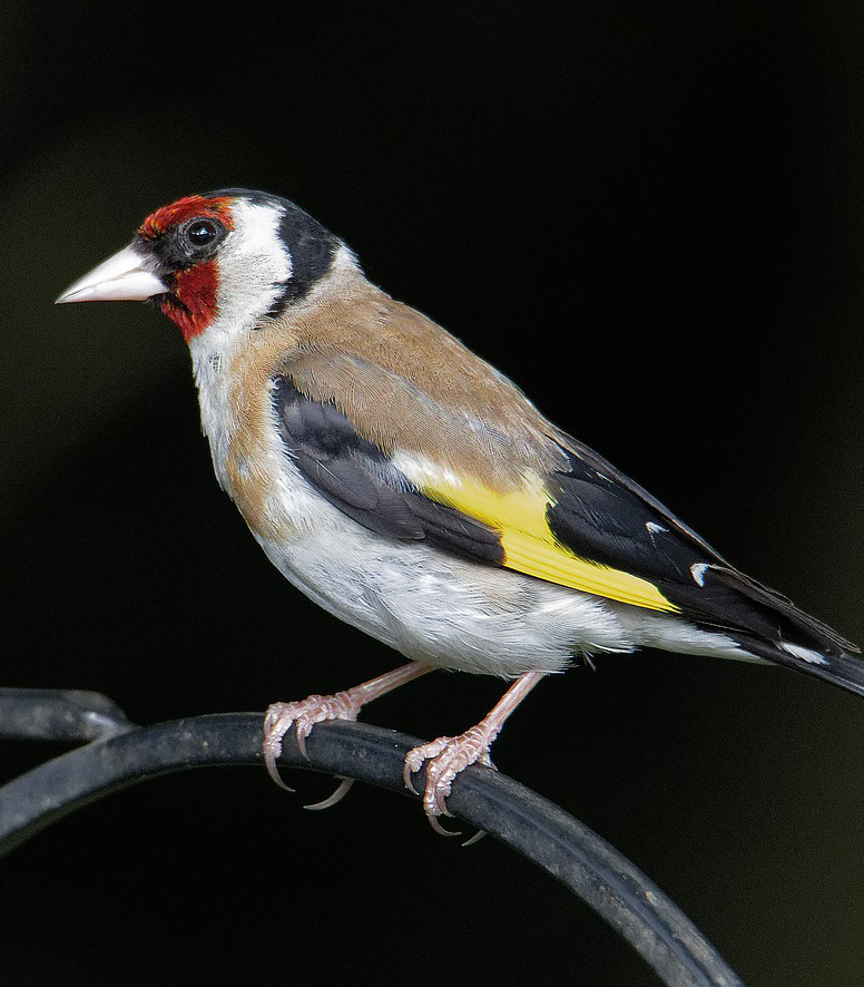  @LNER and a goldfinch.