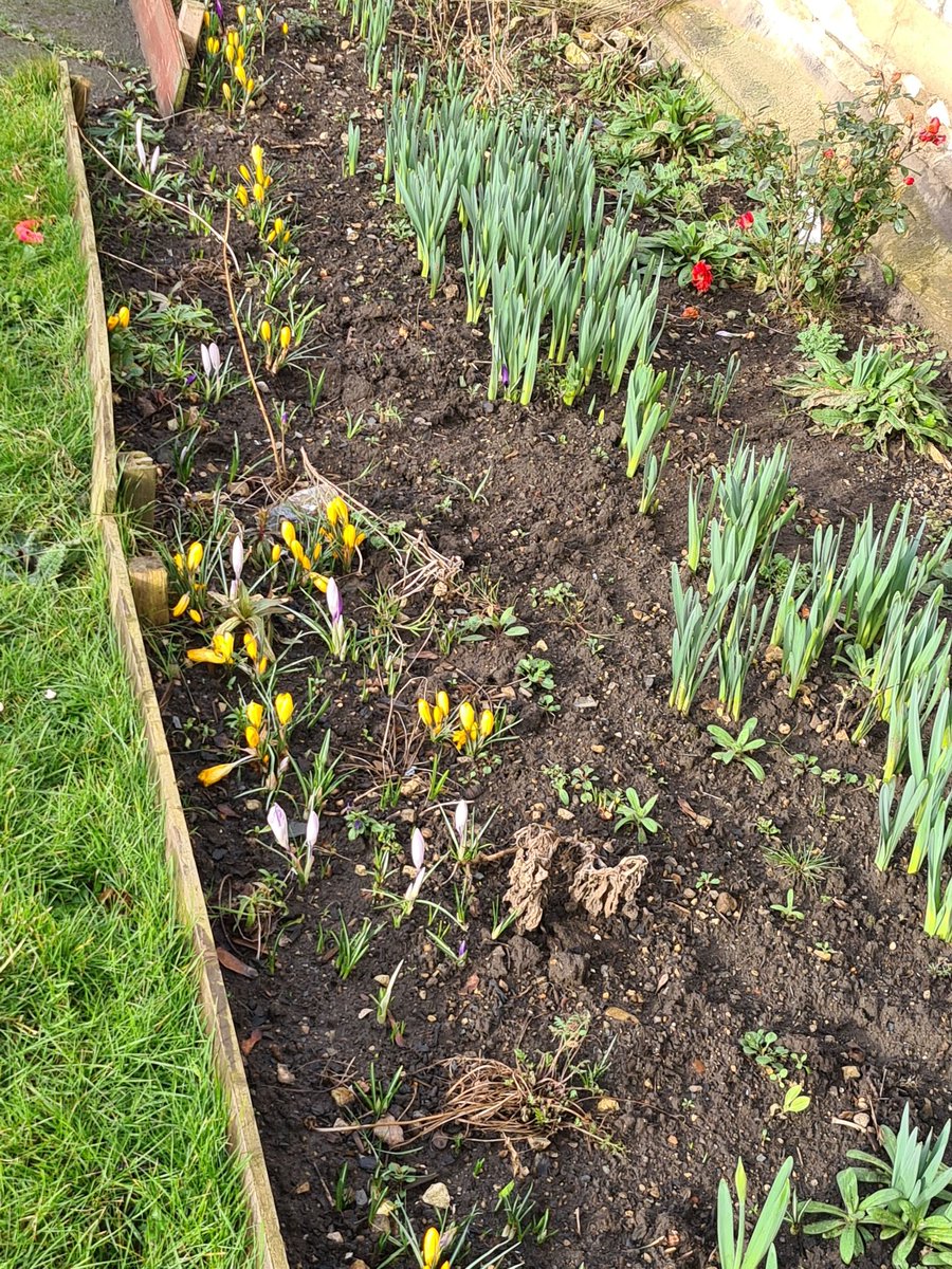 The_Annexe's tweet photo. #RightNow, some of the 20,000 spring flowering bulbs planted over the last 4 years by volunteers with @BigLocalDykeHse #MakeDykeHouseBeautiful are beginning to poke through. #NeverMoreNeeded https://t.co/VCIPSsFSPs