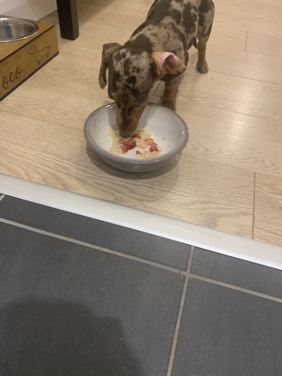 PickleCoco's tweet photo. Humum made up for it! 🥞🥰 #pancakewednesday 🤷‍♀️ https://t.co/RsM7hJ2WFy