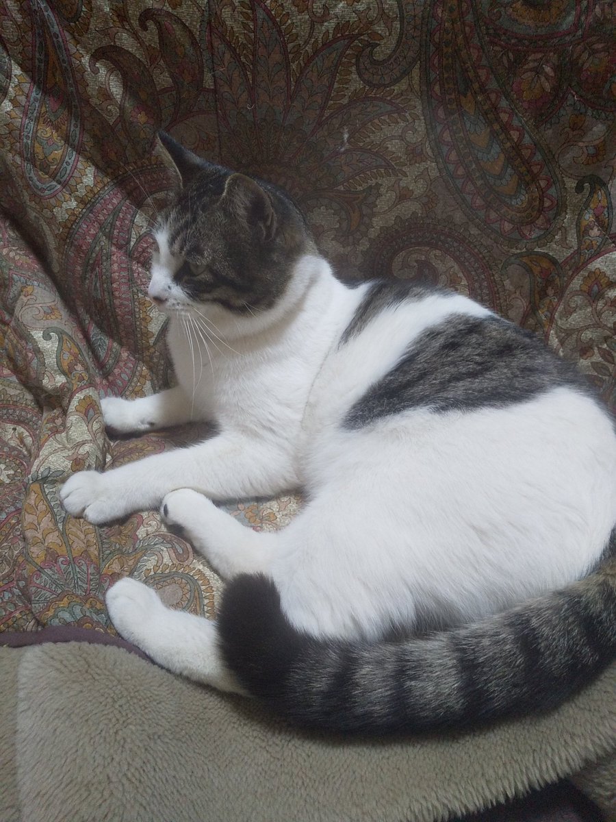 Nao またコタロウが家出しました こんなに寒いのに どこで暖をとってるんだろう 早く帰ってきて