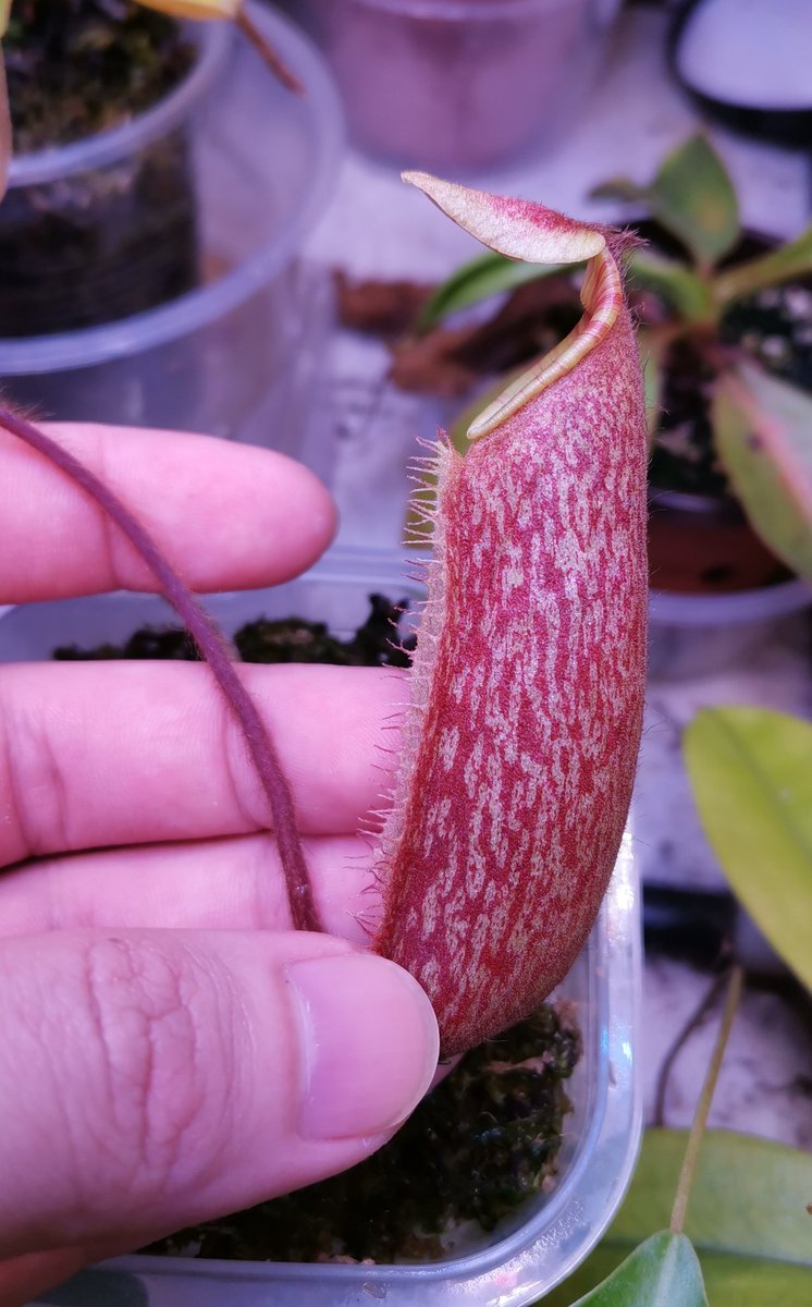 itsmeugaw's tweet photo. Nepenthes peltata

#nepenthespeltata #nepenthes #peltata https://t.co/KFGjVvKvlb