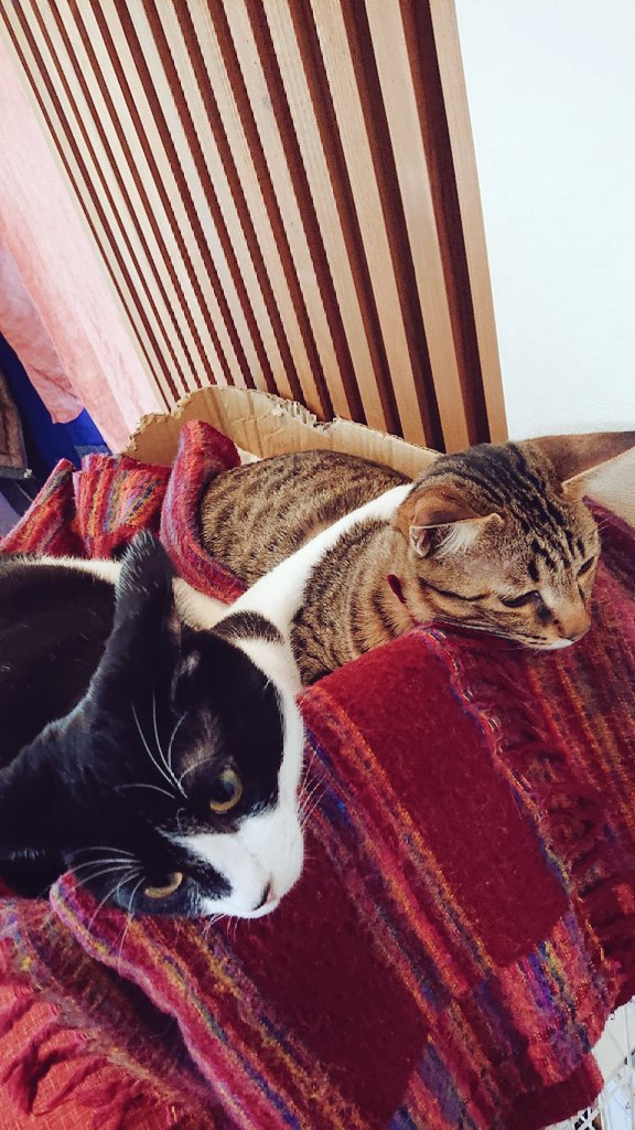 はりきってどうぞ