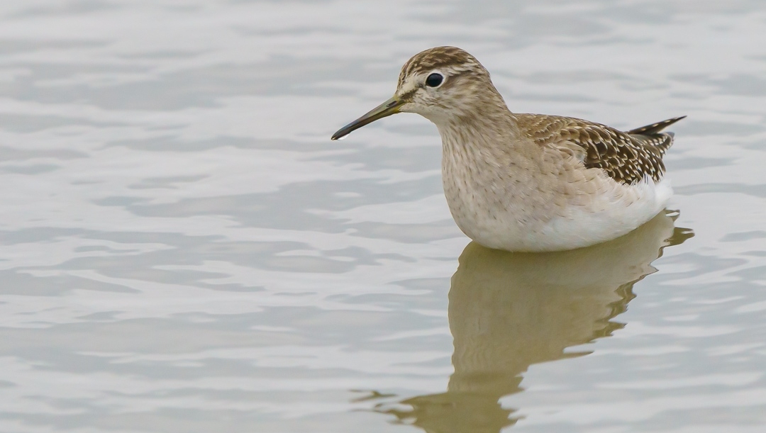 A lone Wood Sandpiper in Yilan, Taiwan.

📸 for more, click buseyphotography.com/wood-sandpiper
