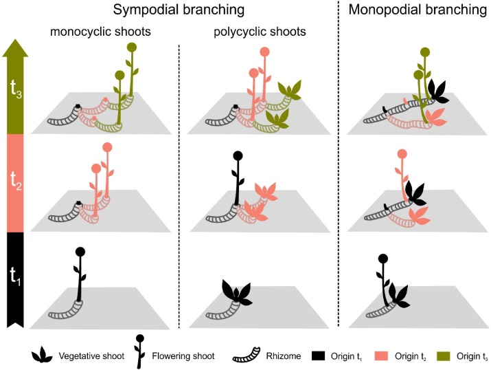 Where have you been and where are you going clonal plant ecology? 
A new paper in PPEES @AgriPlantSoil 
#Clonality #Buds #disturbance #ExFuMo #Belowground #Clonal #CommunityAssembly #Demography #Invasive #Population #Genetics

1url.cz/nzAqU