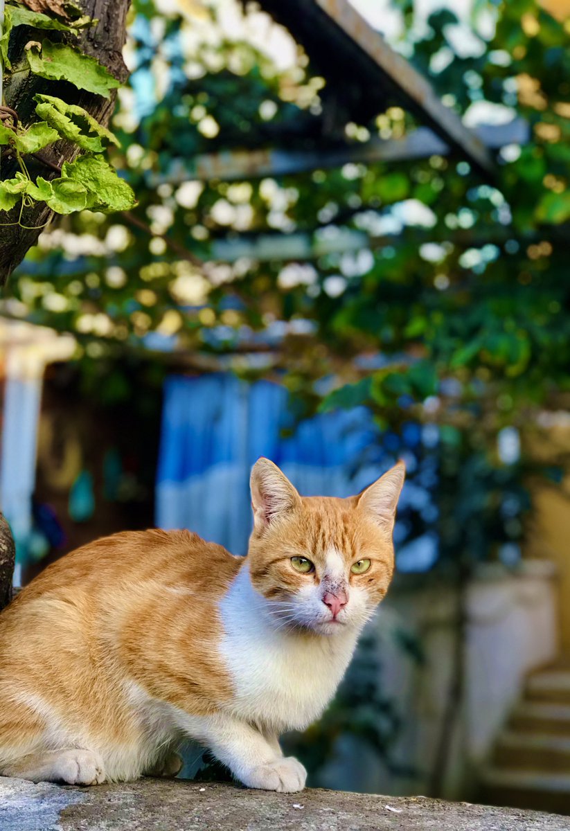 🤳📷🐈😻
 #DünyaKedilerGünü