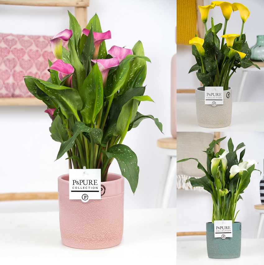 #Opzoek naar #frisse #kleuren? Wat #denken jullie van onze #Zantedeschia mix in #Tess #keramiek in 3 kleuren. Deze zijn weer leverbaar vanaf komende maandag 22 februari a.s <a href="/PPurecollection/">P&Pure Collection</a>.