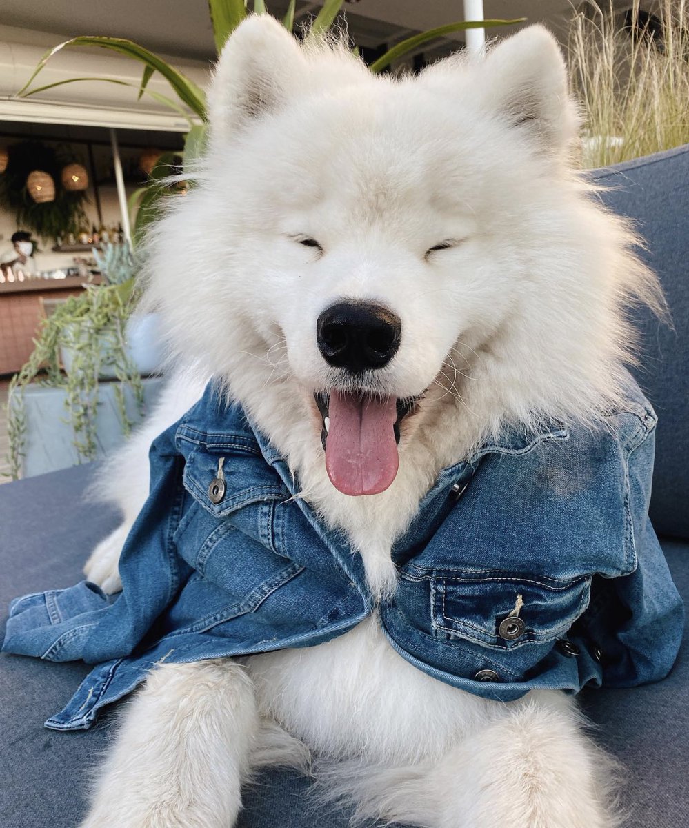 DANtheSamoyed🐶 tweet media
