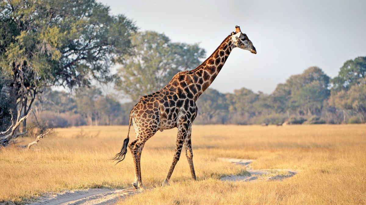 This animal is well known for its super long neck and towering height.Its the tallest mammal in the world.Giraffes like to live in very dry climates, you can find them in savannas, grass lands and open forests. Visit Hwange National Park and familiarize yourself with this animal.