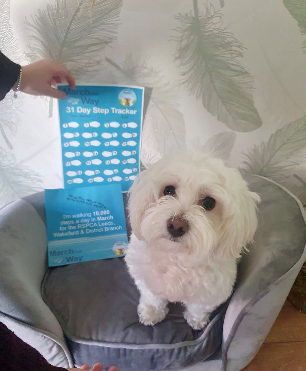 RSPCALeedsWakey's tweet photo. This is Bruce! Bruce was adopted from our branch a couple of years ago and together he and his owner are taking on our #MarchThisWay 10k steps challenge to fundraise for us. 

Could you and your dog take on our sponsored challenge too? Click here: https://t.co/WIwuIsVag5 https://t.co/8WBTYV8C1P