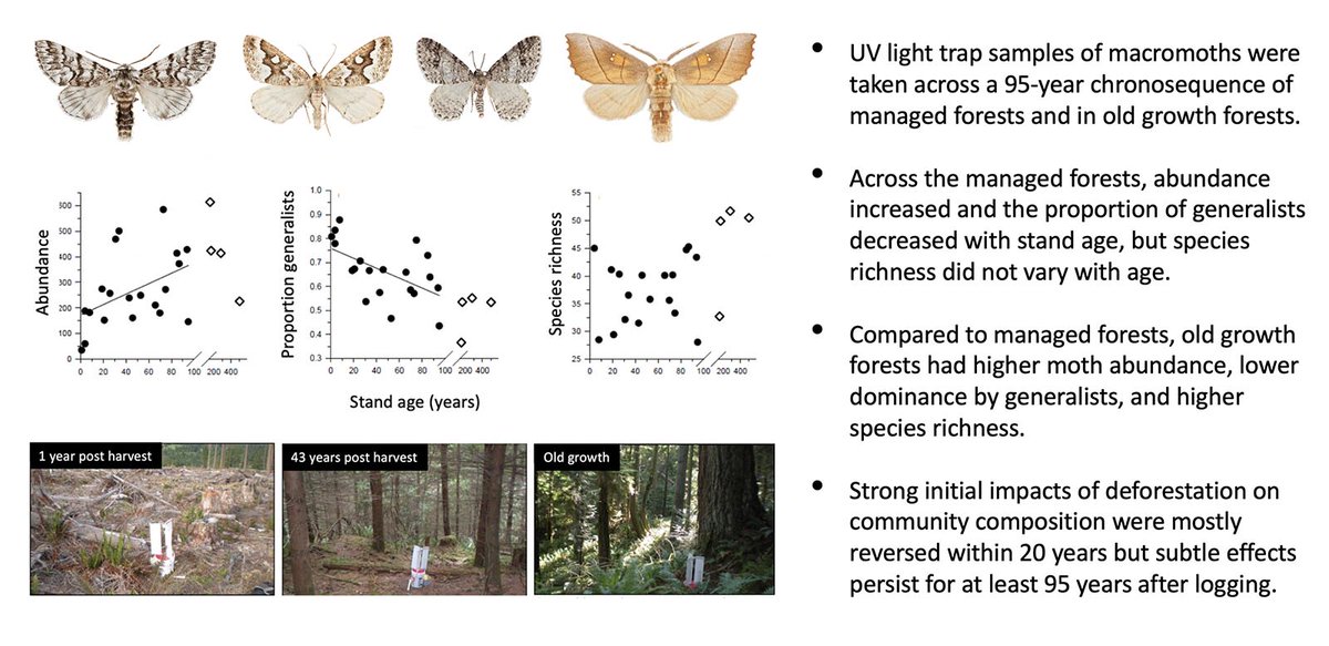 AFEntomology's tweet photo. Impacts of logging on macromoth community structure in coniferous forests shown to persist for up to 95 years: https://t.co/eSrCfQEEP1 #insect #biodiversity #afforestation #deforestation #oldgrowth https://t.co/VmFhoZhyvM