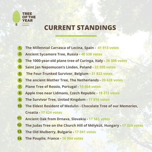 TreeoftheYear's tweet image. ‼️📣Voting for the European Tree of the Year 2021 is in full swing! What are the results so far? 👇
