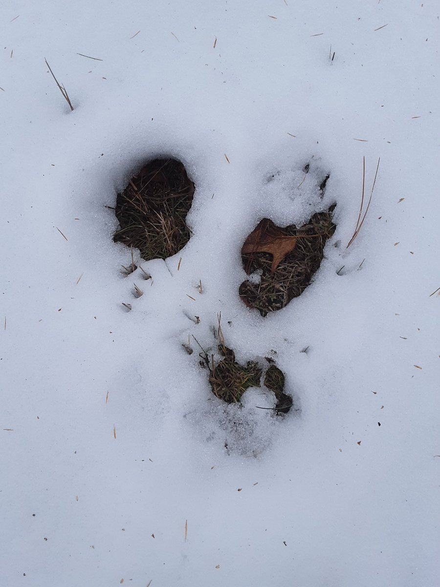selfascaredness's tweet image. Self Ascaredness Podcast

castbox.fm/channel/Self-A…

What animal's footprint is this in my yard?!?! Someone please help me figure it out!

#animals #print #nature #snow #WINTER #NaturePhotography #grounding #mentalhealth #podcast #SelfLove