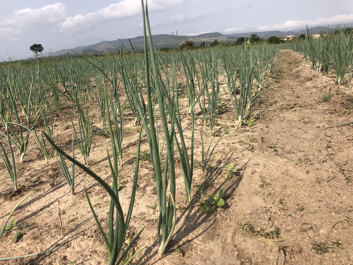BeitFarms tweet media