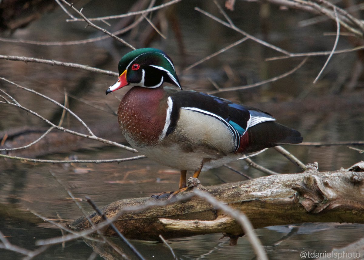 Terry Hlywka tweet media