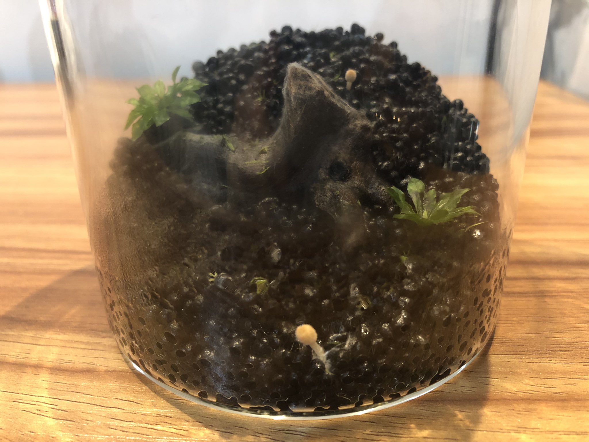 はっすぃ 流木に苔活着させたくて作っておいたテラリウムになる予定だったのものなんだけど 水あげすぎて流木にカビ 生えちゃったからそのうちリセットしないとなーと思いつつ放置してたらきのこ生えてる カビきのこリウム 菌は
