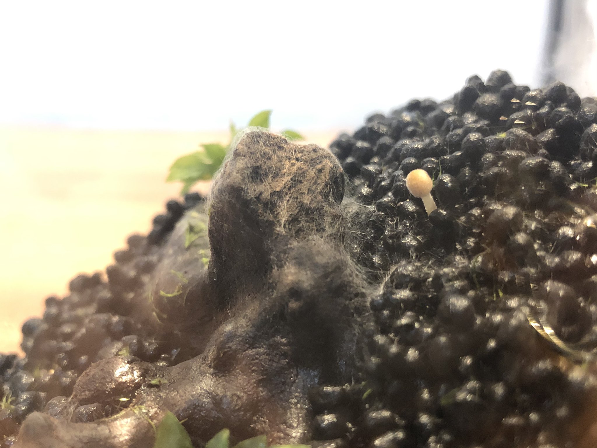 はっすぃ 流木に苔活着させたくて作っておいたテラリウムになる予定だったのものなんだけど 水あげすぎて流木にカビ 生えちゃったからそのうちリセットしないとなーと思いつつ放置してたらきのこ生えてる カビきのこリウム 菌は