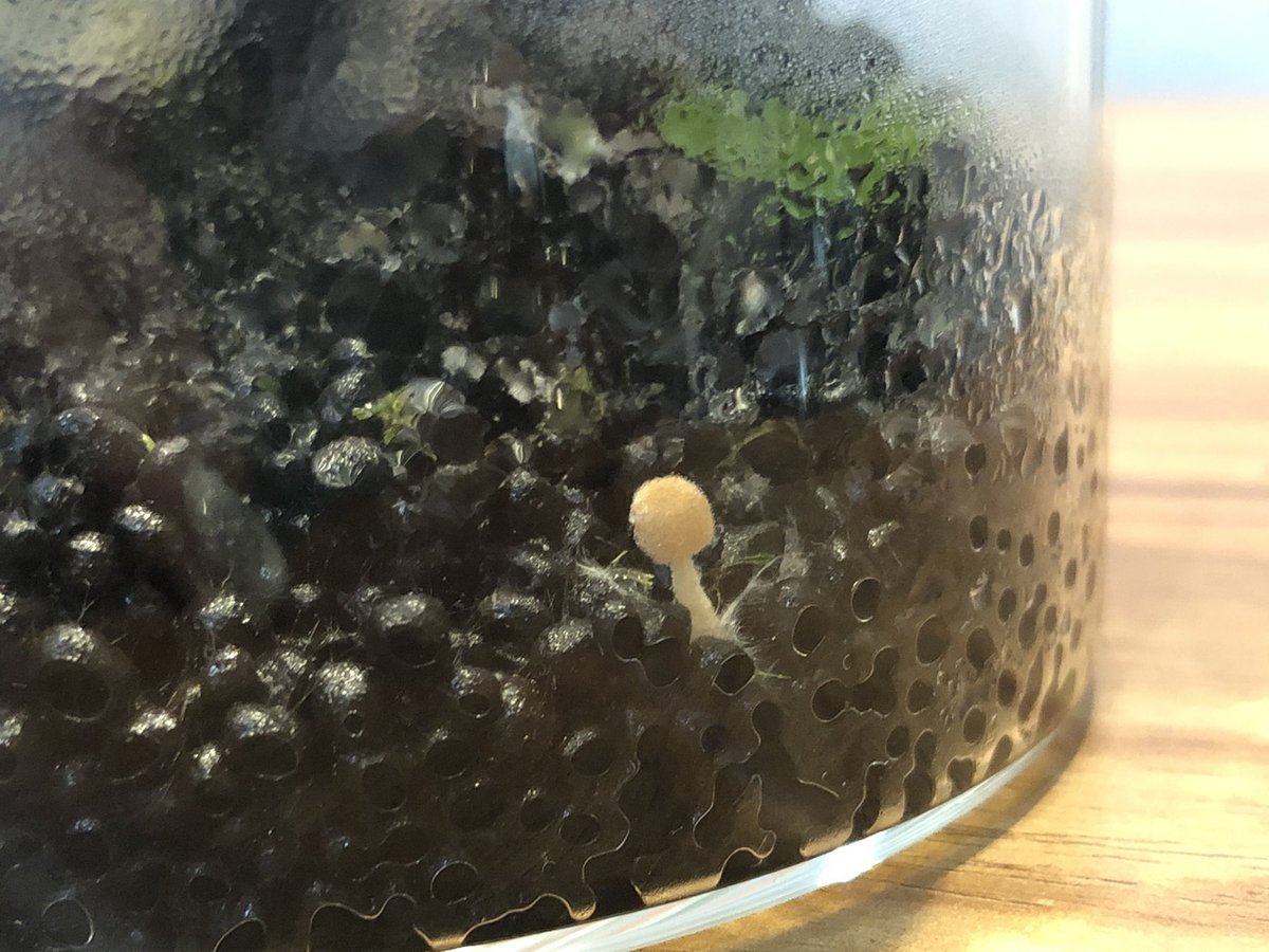 はっすぃ 流木に苔活着させたくて作っておいたテラリウムになる予定だったのものなんだけど 水あげすぎて流木にカビ 生えちゃったからそのうちリセットしないとなーと思いつつ放置してたらきのこ生えてる カビきのこリウム 菌はどこからやってきたん はっすぃ 流木に苔活着させたくて作っておいたテラリウムになる予定だったのものなんだけど 水あげすぎて流木にカビ 生えちゃったからそのうちリセットしないとなーと思いつつ放置してたらきのこ生えてる カビきのこリウム 菌はどこからやってきたん