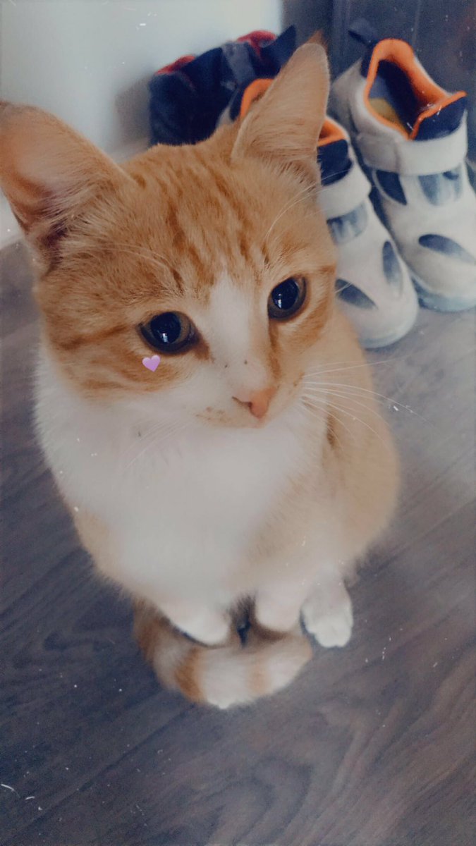 #DünyaKedilerGünü canım POLİ💜