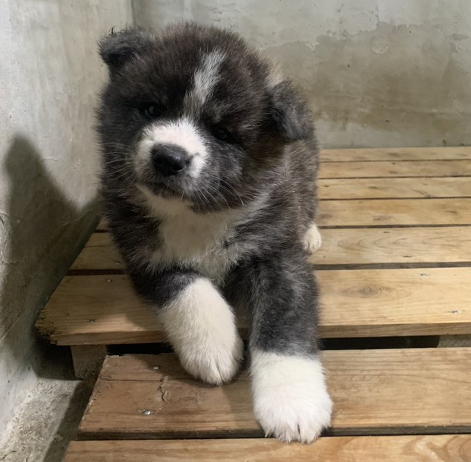 Conversation Between あきほ 秋田犬保存会 秋田犬会館 And Akitamameshiba 1 Whotwi Graphical Twitter Analysis Conversation Between あきほ 秋田犬保存会 秋田犬会館 And Akitamameshiba 1 Whotwi Graphical Twitter Analysis