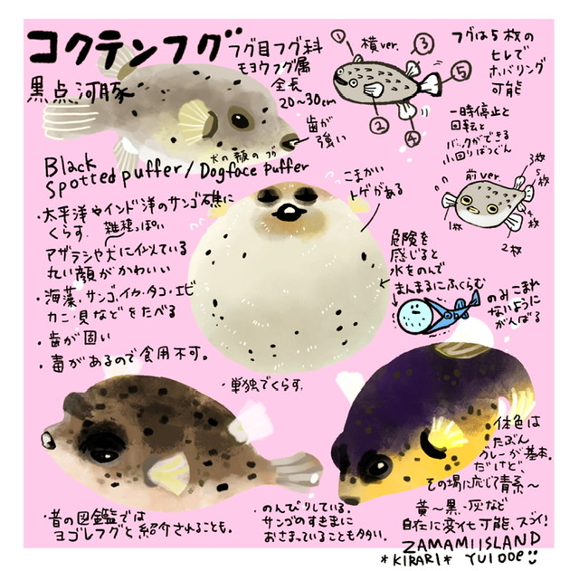 島のアトリエkirari 京都22 29 30いきもにあ G 138 コクテンフグ描いたよー 犬 のような アザラシのようなかわいいフグさん 出会えるとうれしい フグかわいい コクテンフグ T Co Bholkaflat Twitter