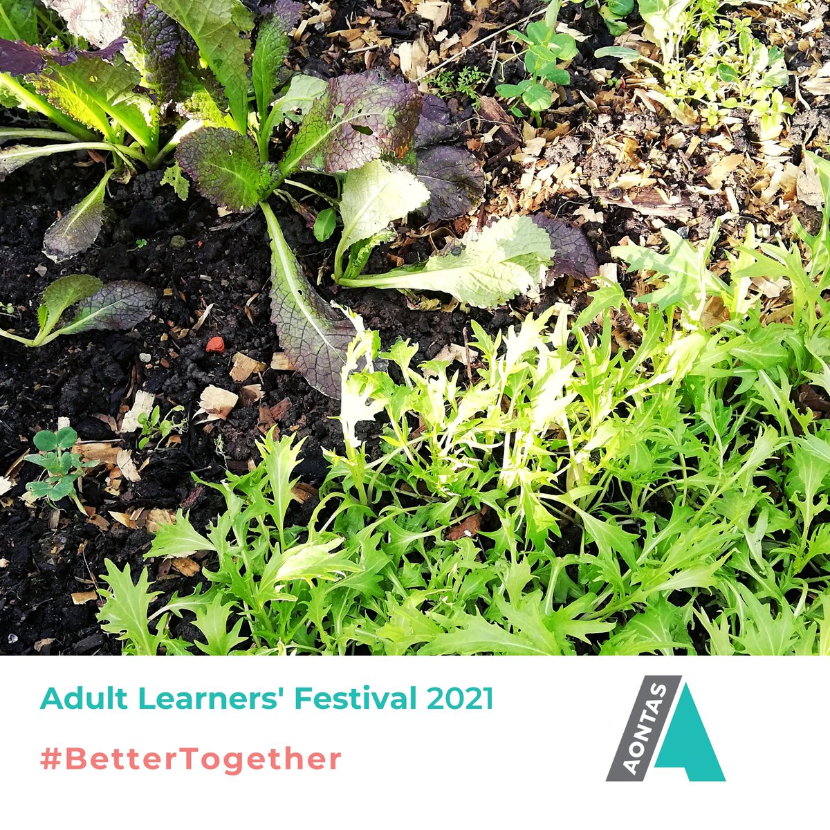 Will you join us to spread a little positivity online for the Adult Learners' Festival?😀Using #BetterTogether, show us what/how you are learning during the COVID-19 restrictions. AONTAS Research Officer, Eve, is learning how to grow mizuna &amp; giant red mustard!👩‍🌾#LifelongLearning
