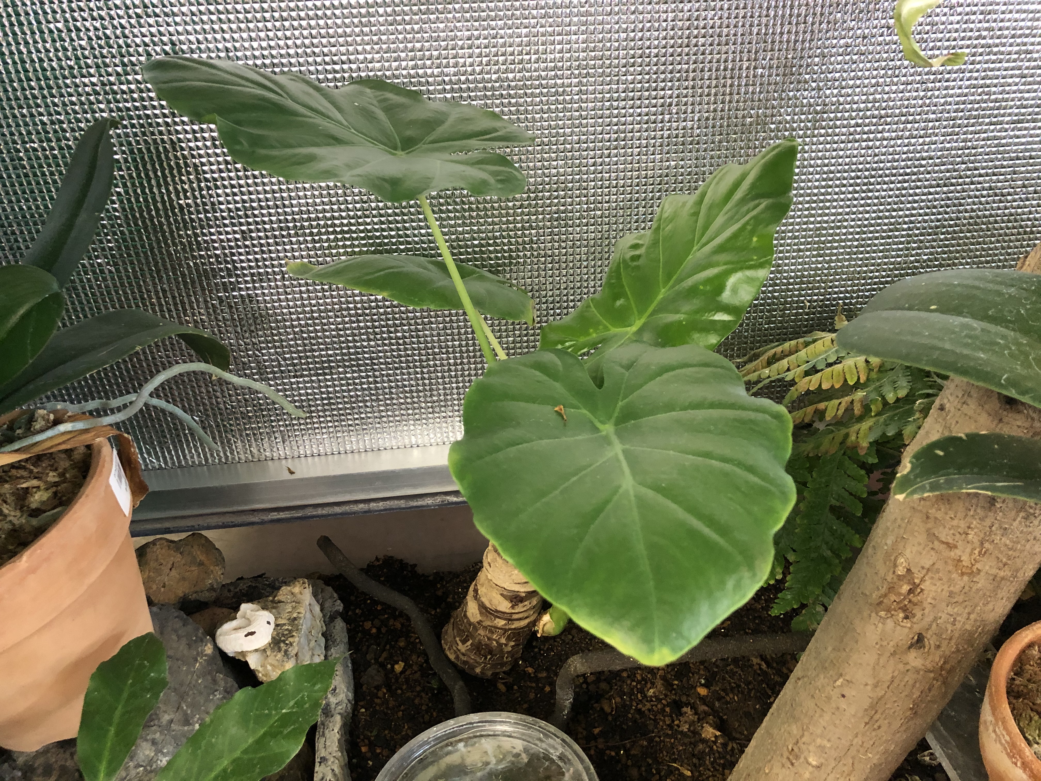 公式 浦和実業学園中学校 高等学校 生物部 毎日投稿 今日の生き物 クワズイモ 四国以南の様々な場所に分布する サトイモ の仲間 葉の形などが他の芋に似ているが毒を持ち食べれないことからこの名がついた 観葉植物としても人気 本校では沖縄の