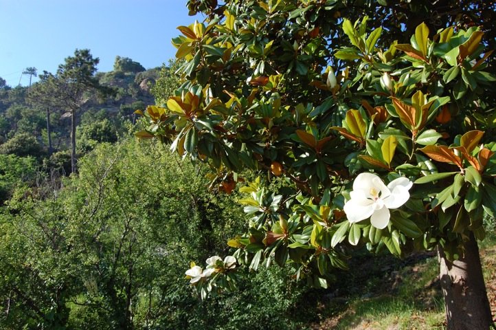 Combattere l'#inquinamento piantando #alberi aiuta anche a catturare la #CO2 in atmosfera responsabile dei #cambiamenticlimatici #climatechange #smog
A #lafrancescaresort (area #Cinqueterre) abbiamo piantato in 20 anni più di 10.000 alberi e arbusti!
lafrancescaresort.it/.../Un-piccolo…