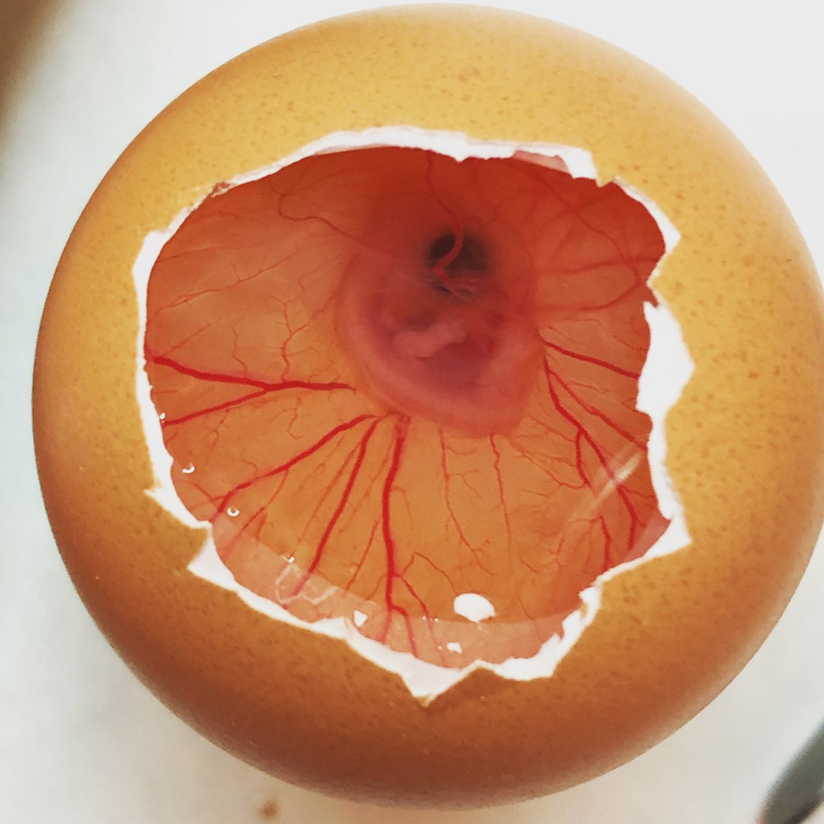 Nice chick!