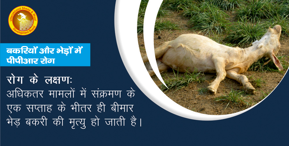 Department of Animal Husbandry, Dairy & Fisheries on Twitter: Department of Animal Husbandry, Dairy & Fisheries on Twitter: