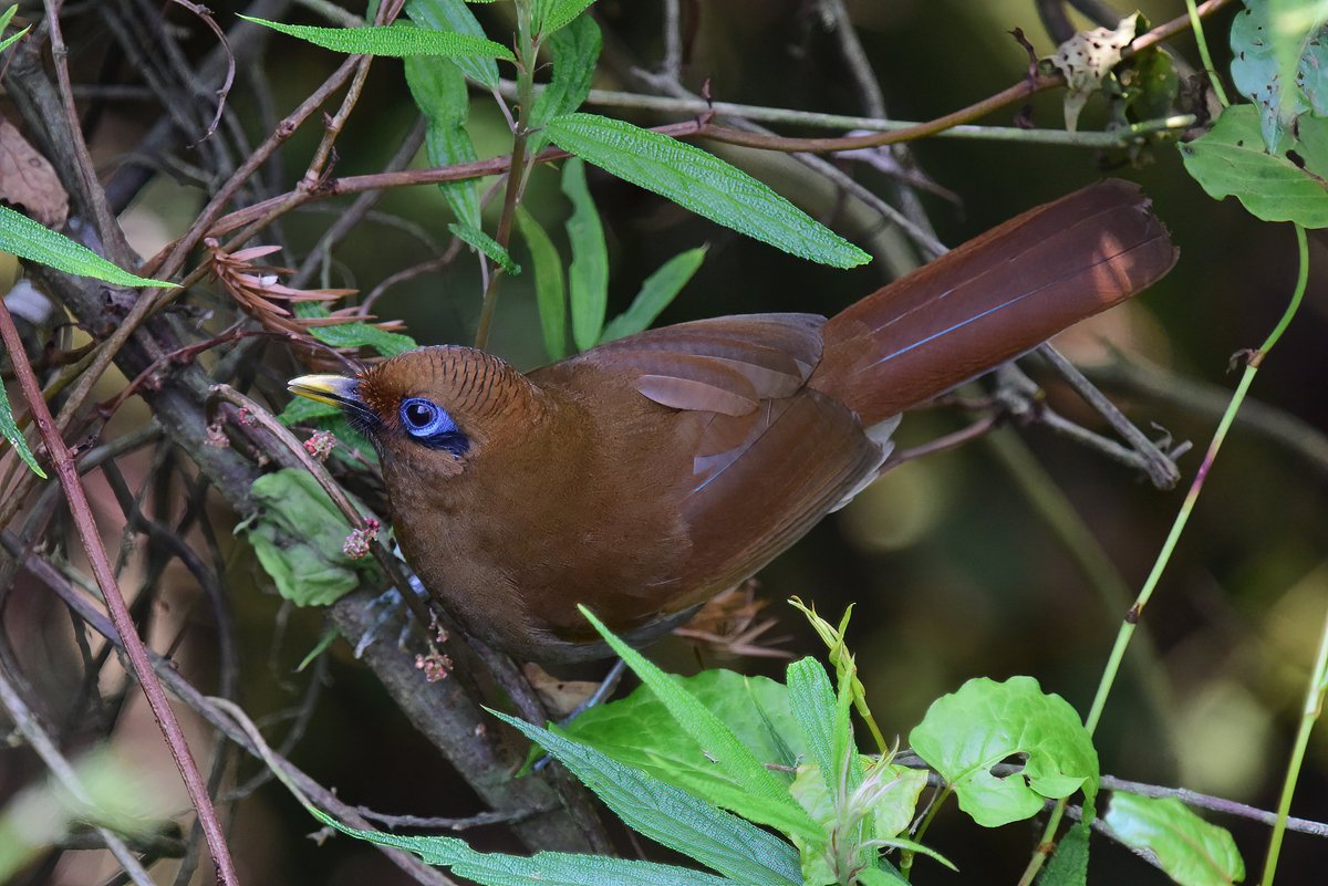 taiwanbirdguide's tweet photo. #RustyLaughingthrush has a beautiful purple bare skin around the eye

#TaiwanBirdGuide #bird #birding #birdtour #Taiwan #TaiwanEndemicSpecies https://t.co/uz2MYcIwBZ