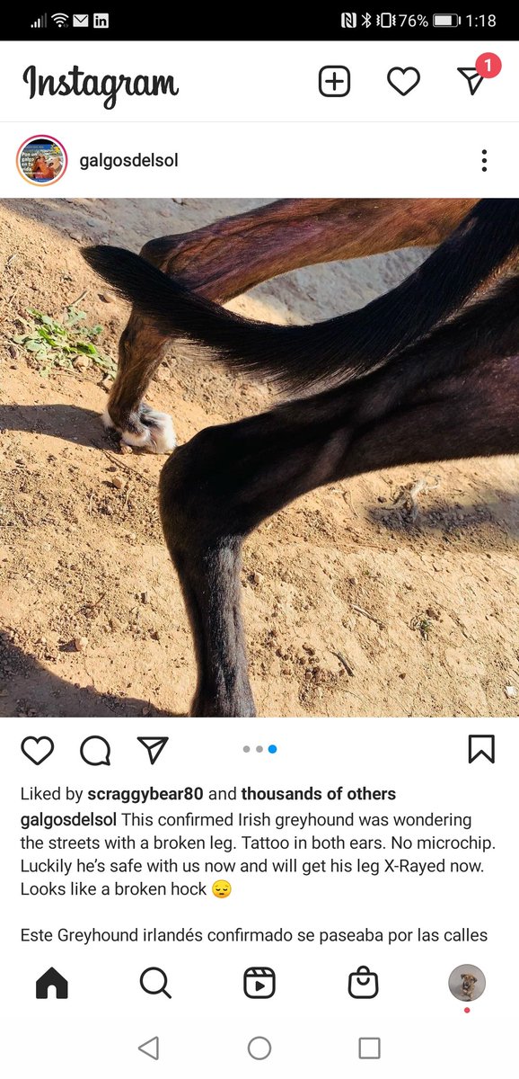 @CowenBarry Tell me how 'great' and well looked after Liam Dowlings greyhound is found straying with a broken leg in Spain. This industry is absolutely appalling. #Ourgreyhoundsourlives #ThisRunsDeep