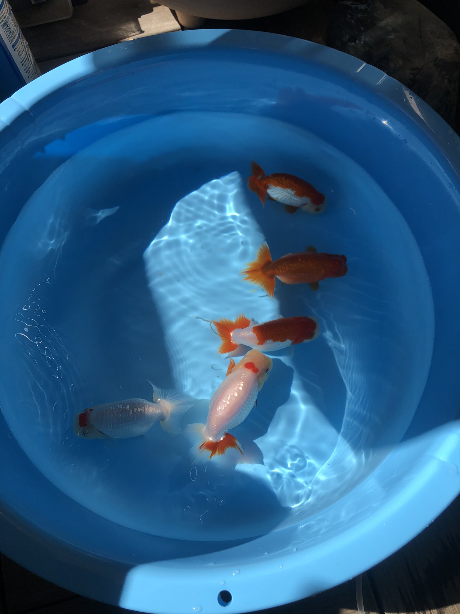 Yuma らんちゅう飼育248日目 中6日なんで全換水 今日から餌少し増やしました T Co Ckn5vd0o5q Twitter