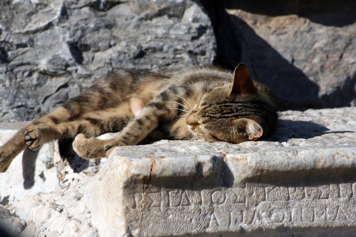 MeaGraal's tweet photo. Gatti custodi delle rovine archeologiche di Efeso #giornatadelgatto #internationalcatday  #catsofephesus https://t.co/6b8gy7UQt4