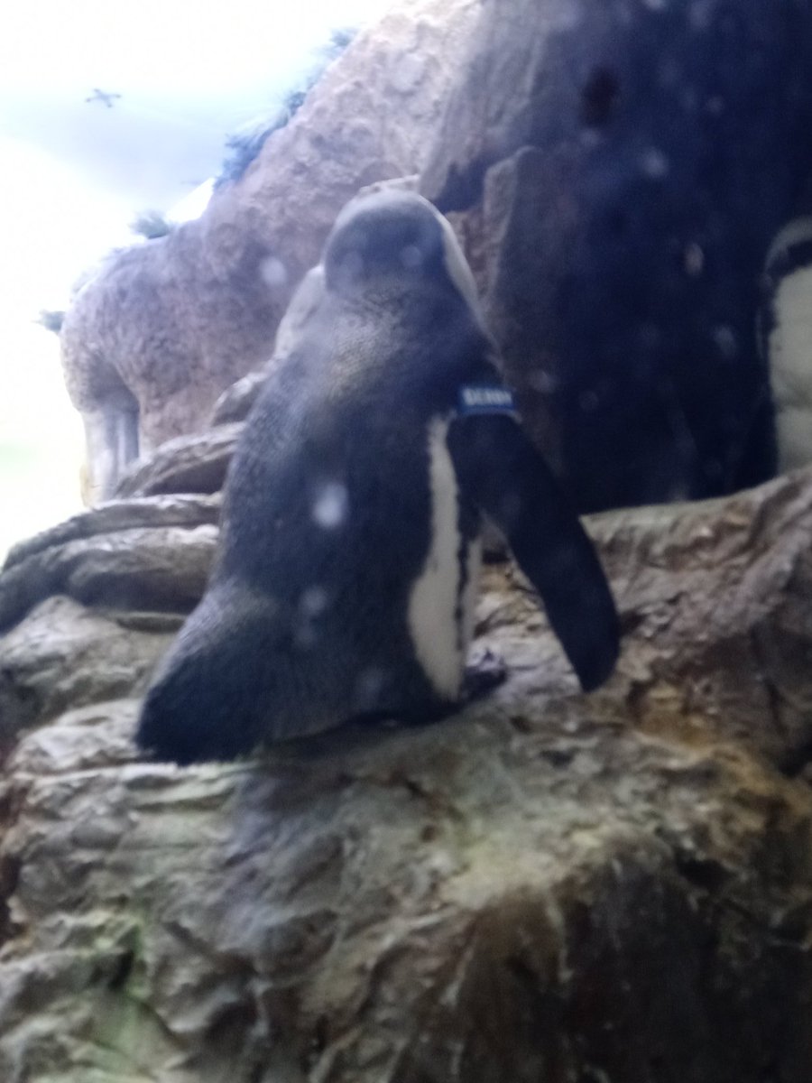 Voizyn's tweet photo. Ayoooo im back and went to the aquarium 2 days ago in Smokey Mountains https://t.co/d0qHkIJnbt