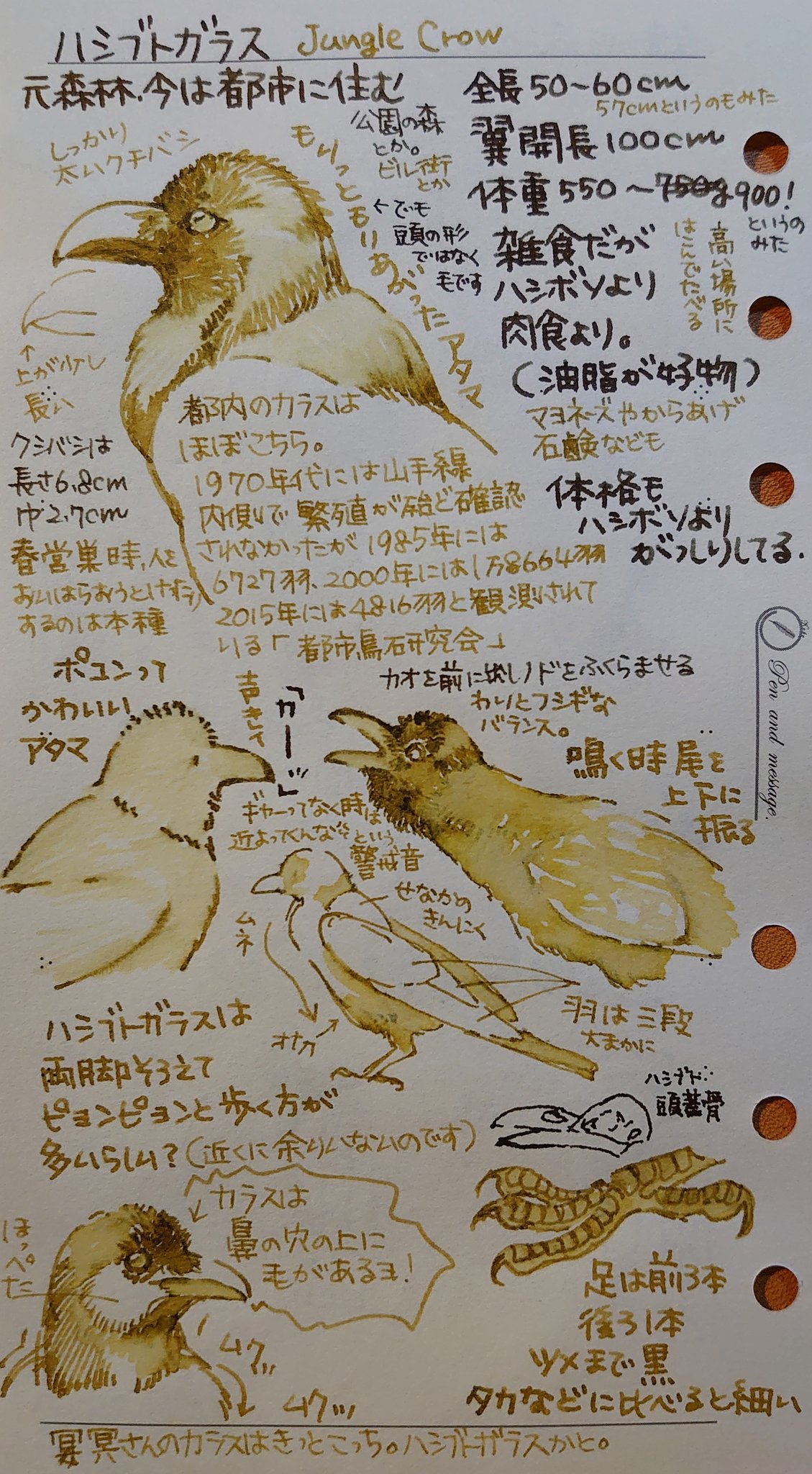 裏花火 在 Twitter 上 カラスの書き方 難しい 実はとってもかっこいいのでかっこ良く画いて欲しい コツはがっしりと大きく 脚も細く書きすぎないことと 太い首から背中の長さもかっこいいのです もともと カラスは太陽の黒点に見立てられ 太陽を運ぶとされた鳥です